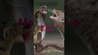 Mongoose vs snake [upl. by Llehcsreh]