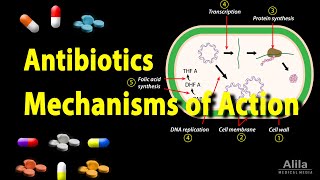 Antibiotics  Mechanisms of Action Animation [upl. by Grace906]