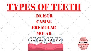 Types of teeth  Incisors  Canines  Premolars  Molars  Forensic odontology notes [upl. by Okiek468]