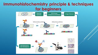 Immunohistochemistry Explained Principle and Techniques for beginners [upl. by Elberta697]