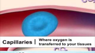 Types of Blood Vessels [upl. by Eicnan]