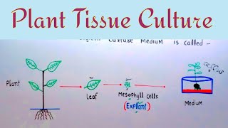 Plant Tissue Culture  In Vitro Cultivation  Lec 01 [upl. by Yaras]