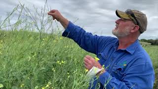 Oilseed Project Mackay Winter crop [upl. by Hartill154]