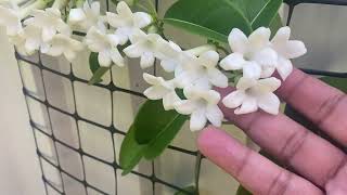 Madagascar Jasmine famous for Wedding Bouquets  Stephanotis floribunda Caring Tips [upl. by Bertha]