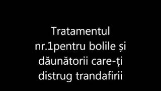 Tratamentul nr1 pentru bolile și dăunătorii careți distrug trandafirii din gradina [upl. by Mika]