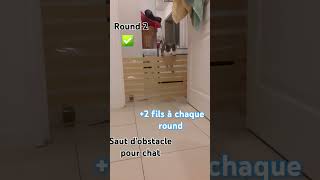 Saut dobstacle pour chat [upl. by Idden]