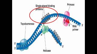 Enzymes of DNA Replication and Synthesis [upl. by Tterraj]