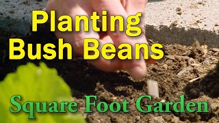 Planting Bush Beans in the Square Foot Garden – This Week in the Garden [upl. by Marcile]