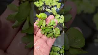 Salvinia Natans The Ultimate Floating Plant for Water Garden and Aquarium [upl. by Charisse]