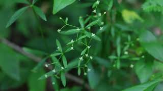 산갈퀴 Mountain bedstraw [upl. by Nalad]