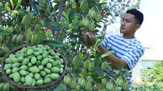 Countryside fruit Harvest Planchonella Obovate fruit for my recipe  Enjoy Country Life [upl. by Don]