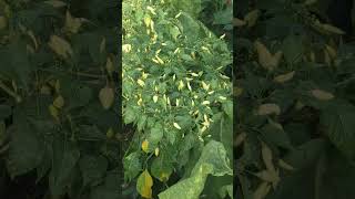 Authentic Indonesia Tobacco Leaves Ready for Harvest [upl. by Madelena]