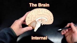 The Brain  Internal View [upl. by Azarria113]