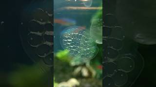 Ramshorn Snail Egg Timelapse [upl. by Allina]