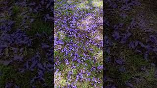 Chasing jacaranda in sydneyaustralia springbeauty springvibes springflowers naturespring [upl. by Borreri756]