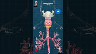 Thyroid amp parathyroid gland 🔥⚡ [upl. by Adalbert351]