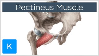 Pectineus Muscle  Origin Insertion Function amp Innervation  Anatomy  Kenhub [upl. by Baynebridge]