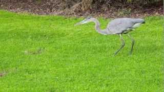 great blue heron on a hunt [upl. by Anikas]