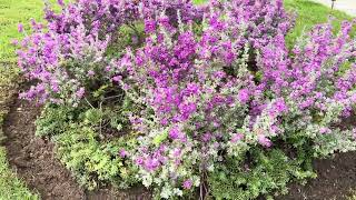 Blooming flowers Texas sageleucophyllum frutescensmagandang bulaklak [upl. by Howey]