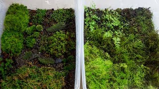 How to Propagate Your Own Moss [upl. by Fancie790]