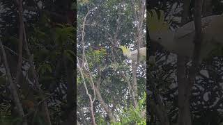 Contretemps between a ringtailed possum and sulphur crested cockatoo in our tree [upl. by Eseer]