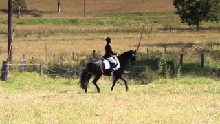 FEI Eventing 1 star B dressage test  Amanda and Willy at Wingham ODE [upl. by Aliuqahs]