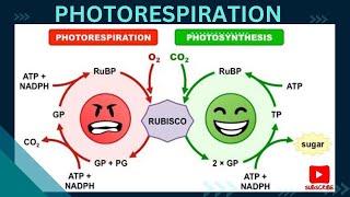 Photorespiration  Photosynthesis in higher plants [upl. by Eveline792]