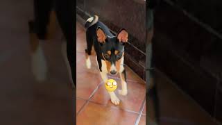 Why Basenjis Don’t Bark – The Dog That Yodels dog doglover shorts basenji facts [upl. by Urbas]