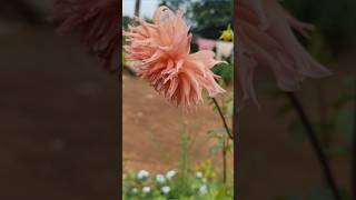 Beautiful flowers flowerarrangement quotthe earth flower is soul blossoming in naturequot [upl. by Nikoletta]