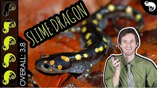 Spotted Salamander The Best Pet Amphibian [upl. by Lairbag]