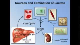 Elevated Anion Gap Metabolic Acidosis ABG Interpretation  Lesson 8 [upl. by Suelo]