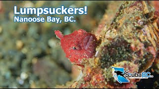 Pacific Spiny Lumpsuckers On Vancouver Island Sony A7S3 Underwater Macro Footage [upl. by Robet947]