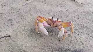 Crabs running for cover [upl. by Nol]