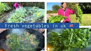 MY GARDENING VLOG  FRESH RAYO KO SAG  FRESH CORIANDER 🌿FRESH RADISH ✅🎁UK KalpuVlog [upl. by Amund]