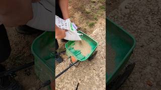 Reseeding The Lawn  lawncare seed grass shorts fall lawn [upl. by Jeanelle]