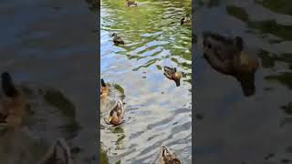 waterfowl waterfowlsound mallardducksound waterbirdsound birds birdslover [upl. by Efrem]