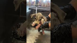 Tiny 3Pound Trembling Pup Found Roaming Alone W Mange amp Worms Needs URGENT Help Story Below [upl. by Marci]