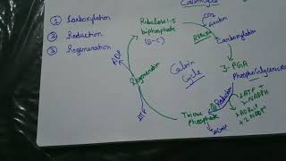 Calvin cycle class 11th NEETNCERT [upl. by Alix394]