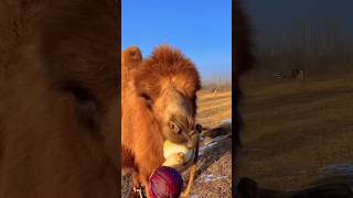 Camel Food  camel desertanimal Wildlife animals [upl. by Ateekahs147]