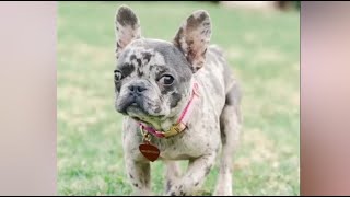 French bulldog with hydrocephalus dancing around all day without getting bored [upl. by Islek]