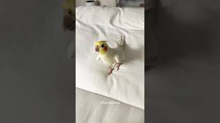 Adorable Cockatiels Cute Singing Moments 🎶🦜🥰 cockatielscraze [upl. by Branca]