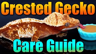 InDepth Crested Gecko Care Guide Everything you NEED to know [upl. by Ayra418]