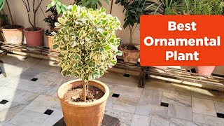 Best ornamental plant  Ficus triangularis care [upl. by Rechaba]