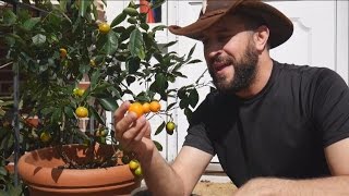 Grow Citrus Indoors With A Calamondin Orange Tree [upl. by Eilrebma]