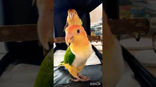 キャリーケースが大好きすぎるシロハラインコ インコ birds [upl. by Jacquetta]