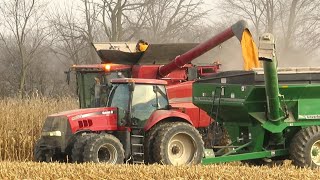 Corn Harvest 2020  Case IH 6140 Axial Flow Combine Harvesting Corn  Ontario Canada [upl. by Amek]