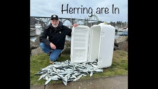 The Best Herring Fishing Ever [upl. by Andris]