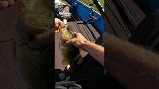 FROGGIN🔥fishing bass topwaterfishing [upl. by Elletsyrk]