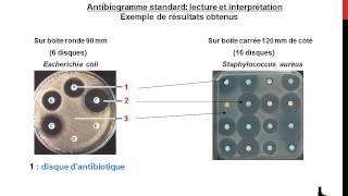 Antibiogramme  notions de base [upl. by Niwrad]