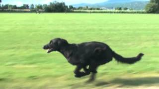 Slow Motion Dog Run [upl. by Eldrida]